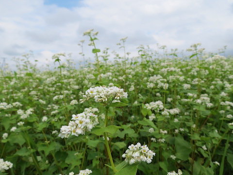 そばの花